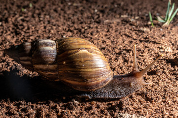 Snail walks at night in a garden in Brazil