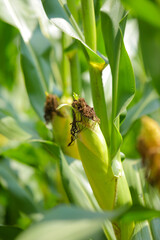 Fototapeta premium Fresh green Corn farm in india
