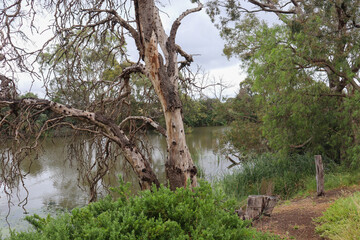 trees on river bank in australian bush landscape