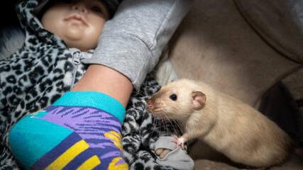 Biały perski szczur na tle lalki. Przyjazne zwierzę obserwuje stopę - obrazy, fototapety, plakaty