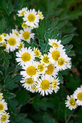 Chrysanthemum 'Snow Dome' blooming in a garden with distinctive green leaves, as a nature background
