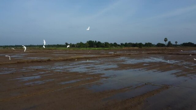 View Of Puddly Rice Fields With Wild Birds Flying In Battambang, Cambodia. - Aerial Arc Shot