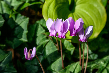 Delicate pink Cyclamen blooming on the forest floor, as a nature background
