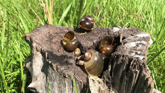 Shells left by snail kite after feeding on them