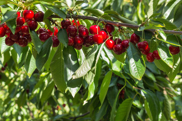 closeup of cherry tree with ripe red cherries hanging on branch with copy space