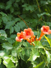 アメリカノウゼンカズラの花