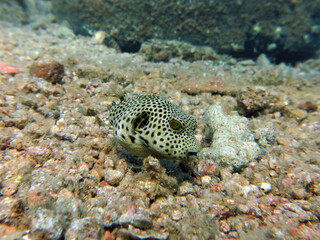 Juvenile Starry puffer Arothron stellatus © Nina
