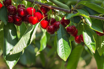 closeup of ripe cherries on cherry tree branch with blurred background and copy space