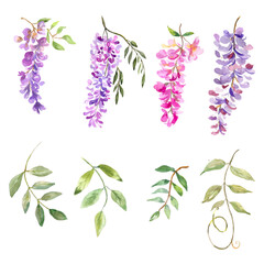 Watercolor illustration. Flora set. Twigs of blooming wisteria and branches with leaves. Elements for creating a floral design. - obrazy, fototapety, plakaty
