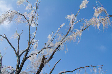 Frozen tree branches covered by ice after an ice storm.