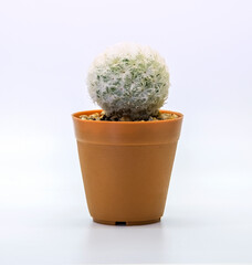 A small round cactus in a brown plastic bucket on a white background