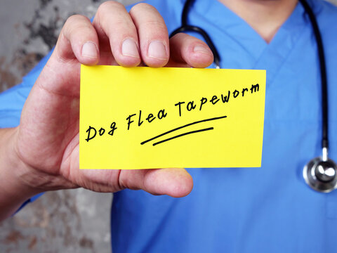 Health Care Concept About Dog Flea Tapeworm  With Inscription On The Piece Of Paper.