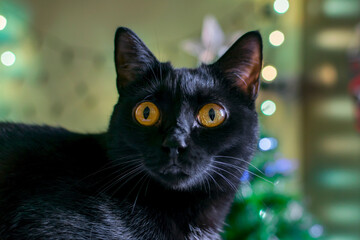 Portrait of a black cat with yellow eyes.