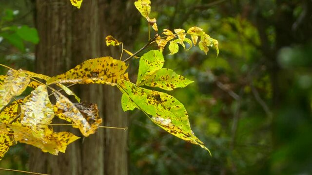 Brown speckled green and yellow leaves beathing in sunlight after rainfall, small drops still falling on the leaves from branches above