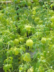 夏の庭で成長するフウセンカズラ