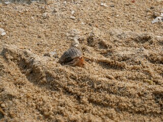 crab on the sand