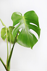 Tropical rainforest plant, Monstera  for minimal creative home decoration.