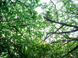 green leaves in the forest