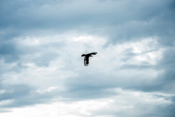 black silhouette of a crow in a sad gray cloudy sky