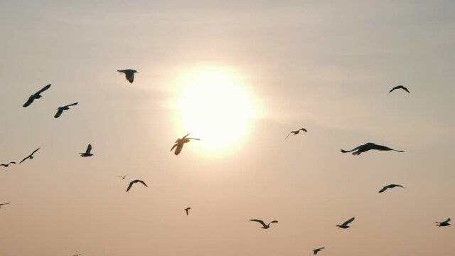 Silhouettes of Seagull bird flying slow motion with sunset.