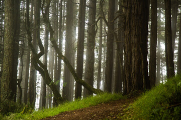 Dipsea Trail Mist