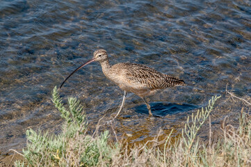 Long-billed Curlew (Numenius americanus) in Bolsa Chica Ecological Reserve, California, USA