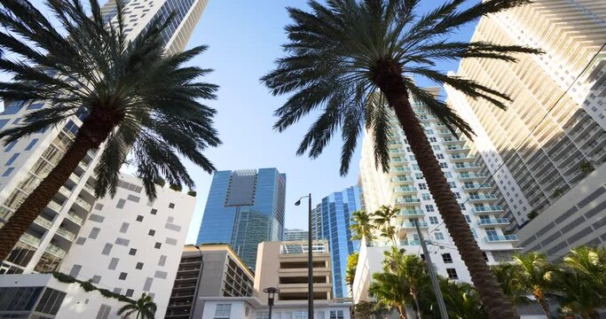 Between palm trees in the city with highrise towers 4k 60p