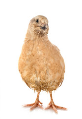 japanese quail in studio
