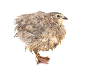 japanese quail in studio