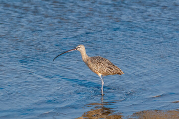 Long-billed Curlew (Numenius americanus) in Bolsa Chica Ecological Reserve, California, USA