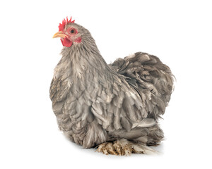 pekin chicken