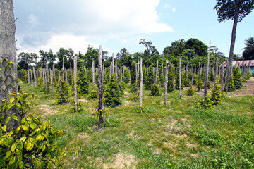 Fototapeta na wymiar Pepper plants growing on a farm in Belitung, Indonesia.