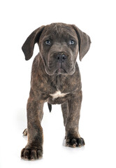 puppy cane corso