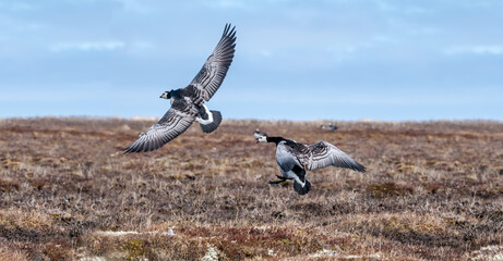 Barnacle Geese (Branta leucopsis) at colony in Barents Sea coastal area, Russia