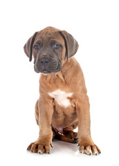 puppy cane corso