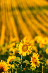 sunflowers in a field
