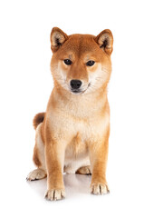 shiba inu in studio