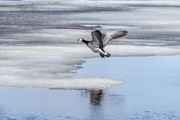 Barnacle Goose (Branta leucopsis) in Barents Sea coastal area, Russia