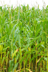 Obraz premium A green field of corn in India