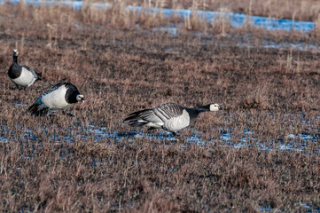 Barnacle Geese (Branta leucopsis) at colony in Barents Sea coastal area, Russia