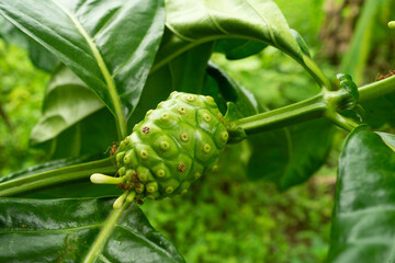 Red ant smokes fresh noni and white noni flowers.