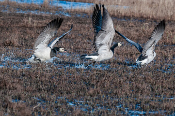 Barnacle Geese (Branta leucopsis) at colony in Barents Sea coastal area, Russia