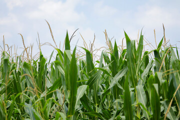 Obraz premium A green field of corn in India