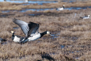 Barnacle Geese (Branta leucopsis) at colony in Barents Sea coastal area, Russia