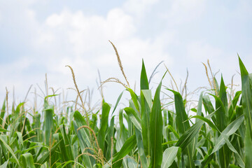 A green field of corn in India