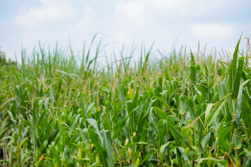 A green field of corn in India