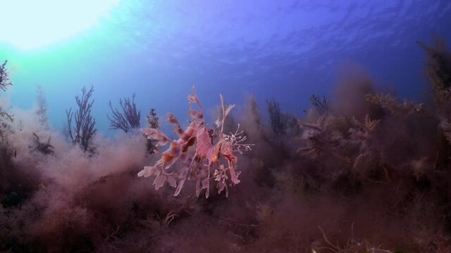 Leafy Sea Dragon with eggs 4k slow motion South Australia