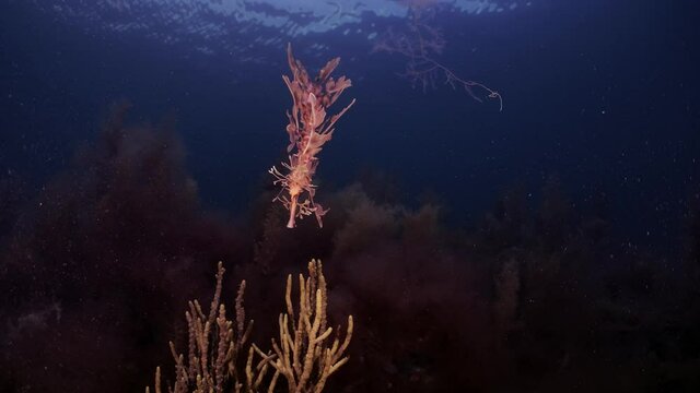 Leafy Sea Dragon with eggs 4k slow motion South Australia