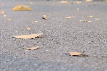 leaves above the road