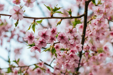 Fototapeta na wymiar Blooming cherry blossoms in Japan